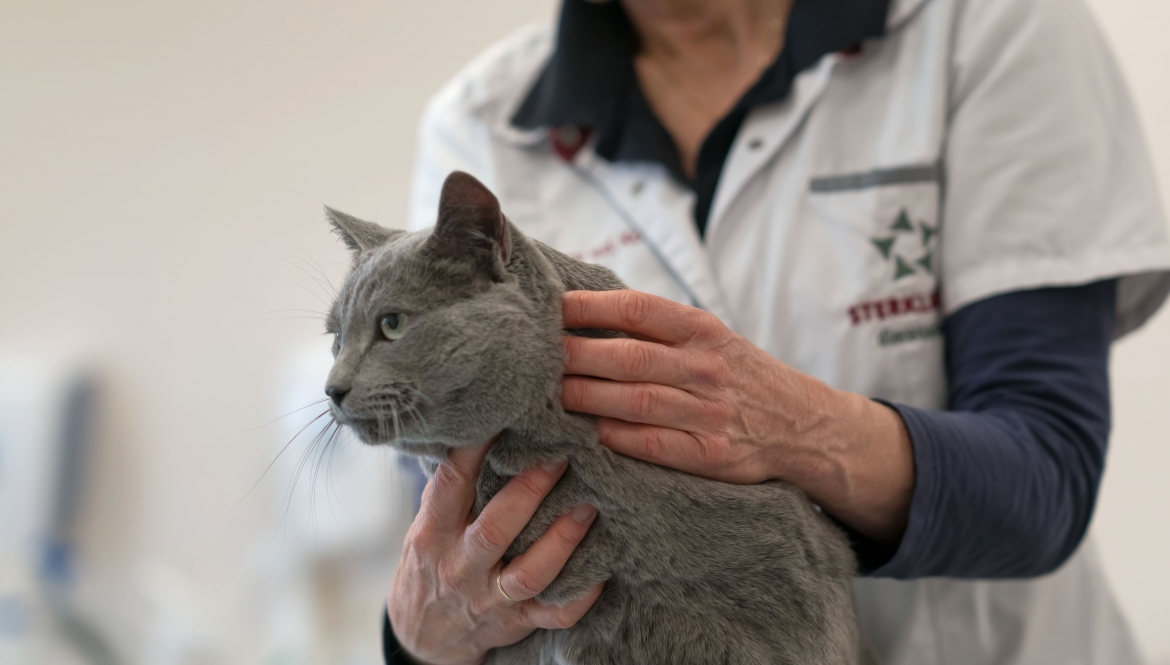 Lichamelijk onderzoek kat bij Dierenartsen Midden Brabant