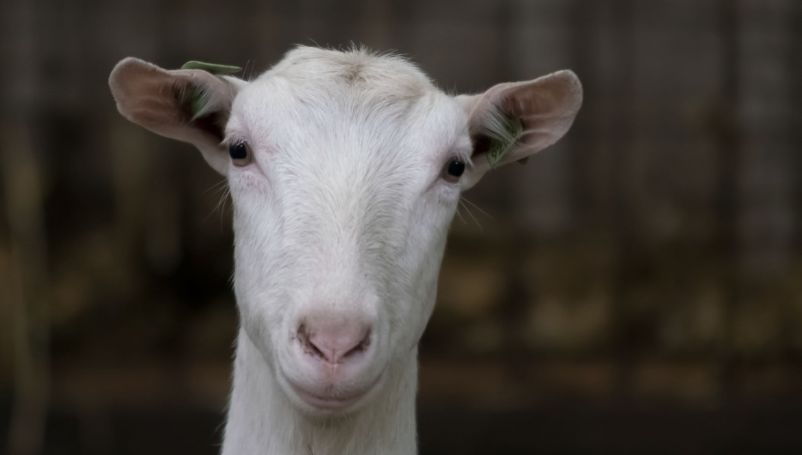 Melkgeitenhouderij veterinaire begeleiding melkgeitenbedrijf