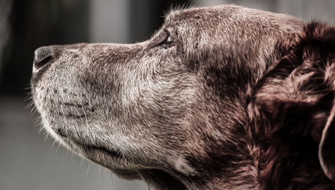 Oude hond, overlijden van een hond, moment aangebroken van euthanasie bij dieren