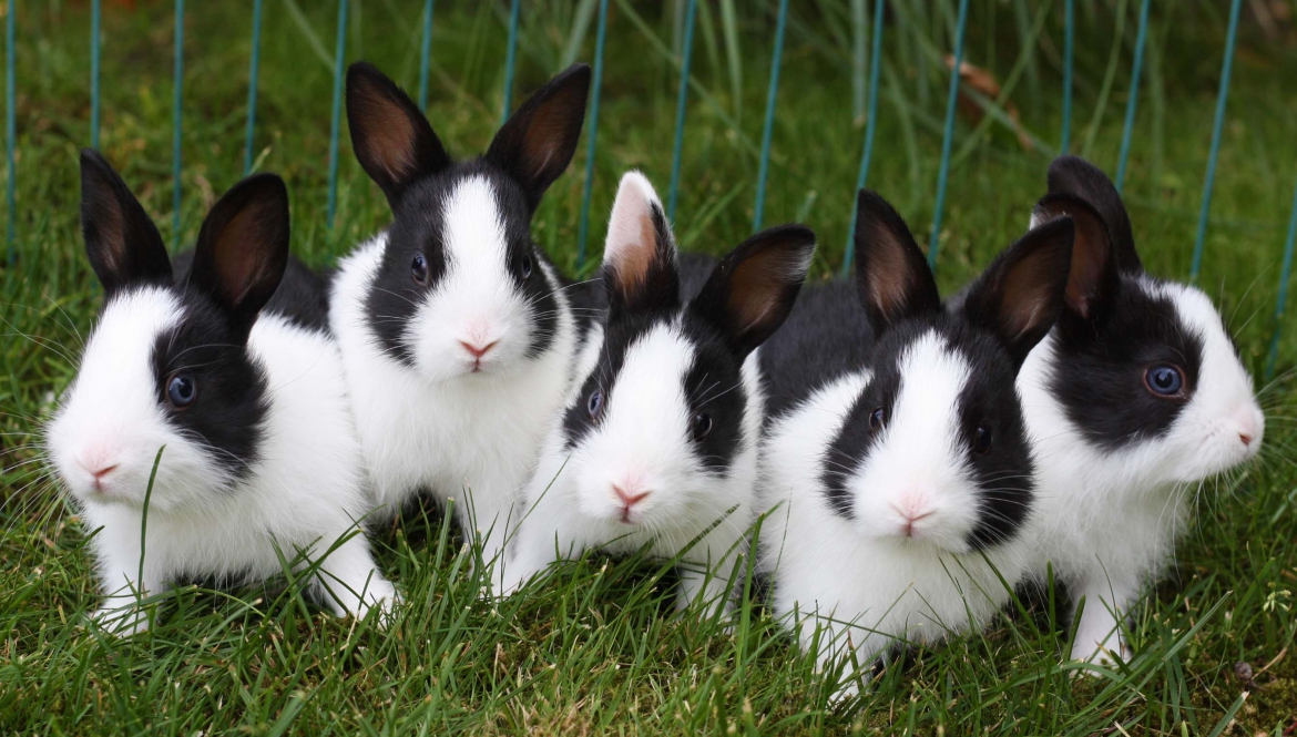 Konijnen op een rij bij Dierenartsen Midden Brabant