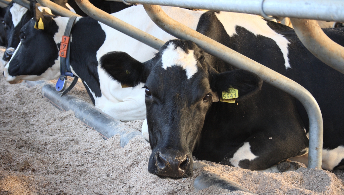 Uw bedrijf onze zorg bij Dierenartsen Midden Brabant