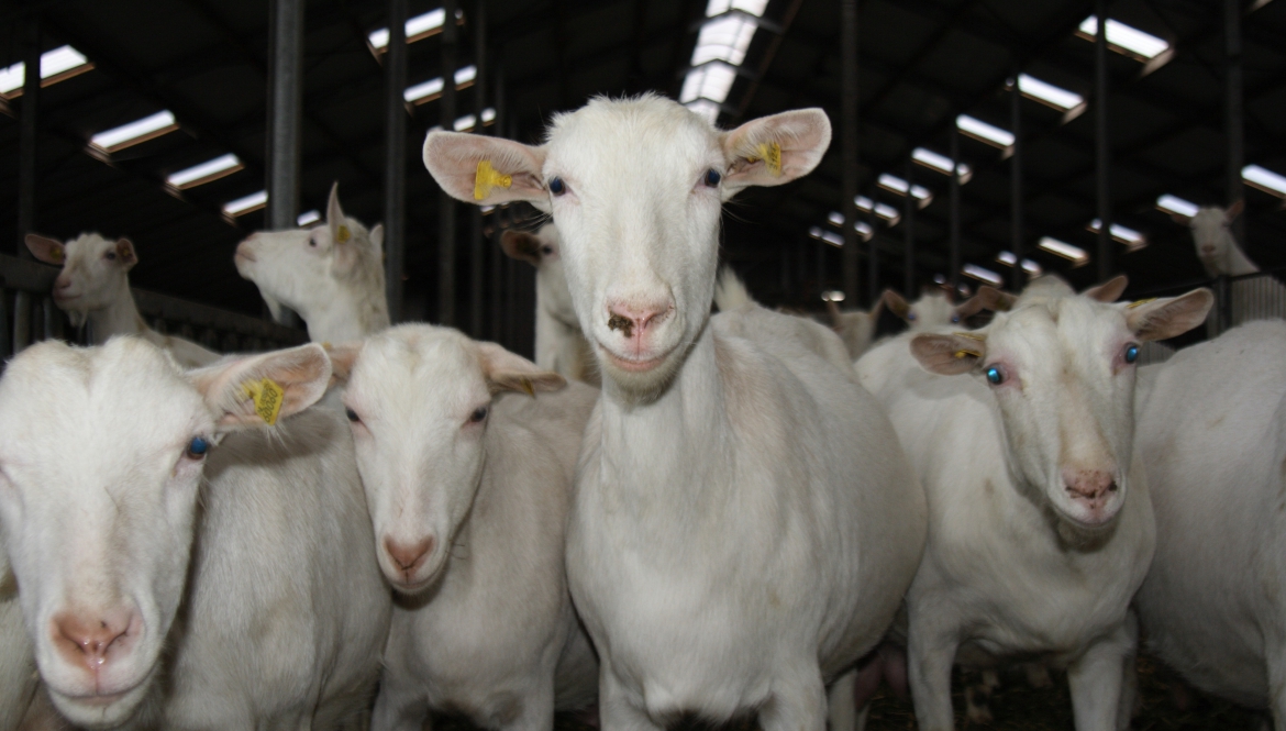 Geitendierenartsen van Dierenartsen Midden Brabant houden hun kennis op peil