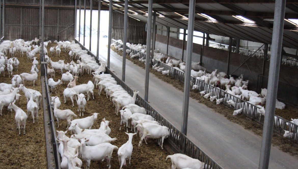 Melkgeitenhouderij veterinaire begeleiding melkgeitenbedrijf overzicht stal