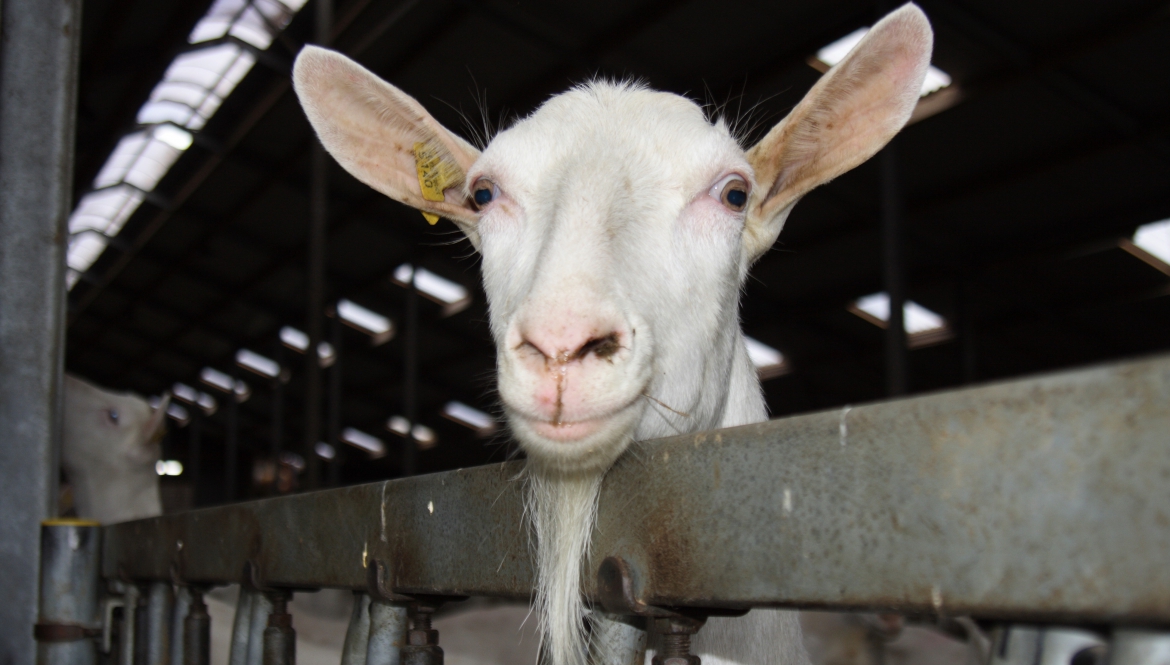 Melkgeitenhouderij veterinaire begeleiding melkgeitenbedrijf nieuwsgierige geit
