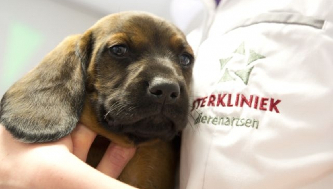 Dierenartsen Midden Brabant - Sterkliniek Dierenartsen