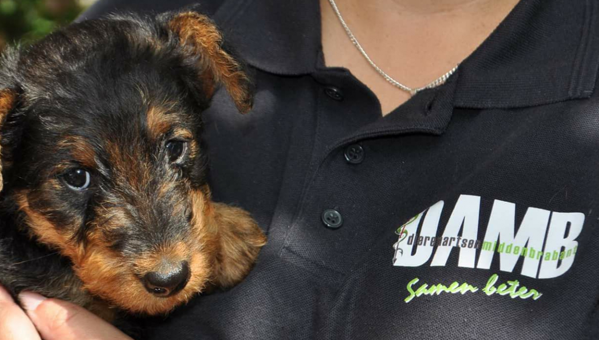 Dierenartsen Midden Brabant - Samen Beter