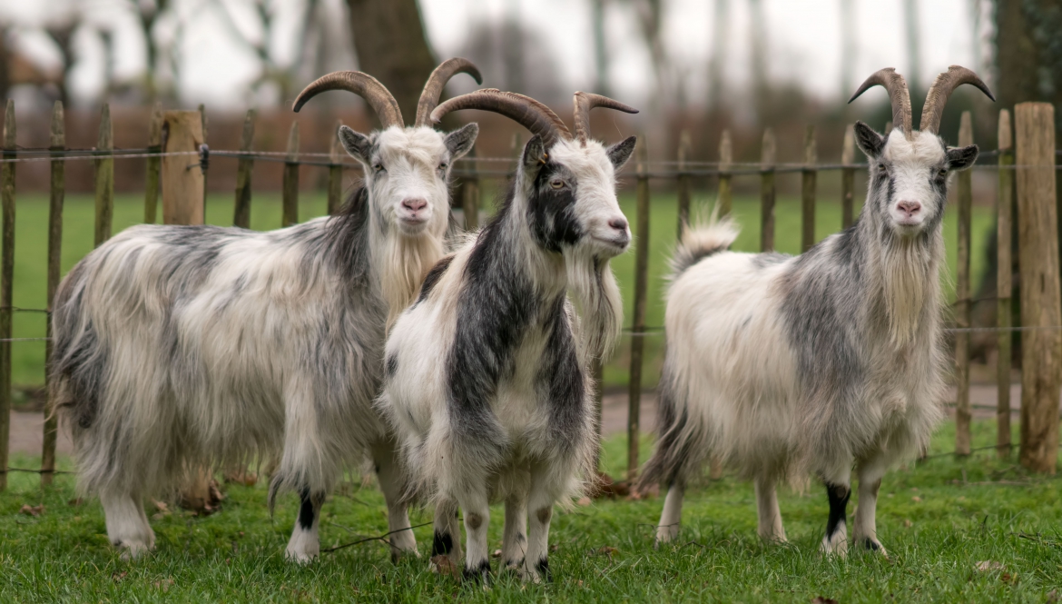 Ook voor uw hobby geiten de juiste zorg op maat