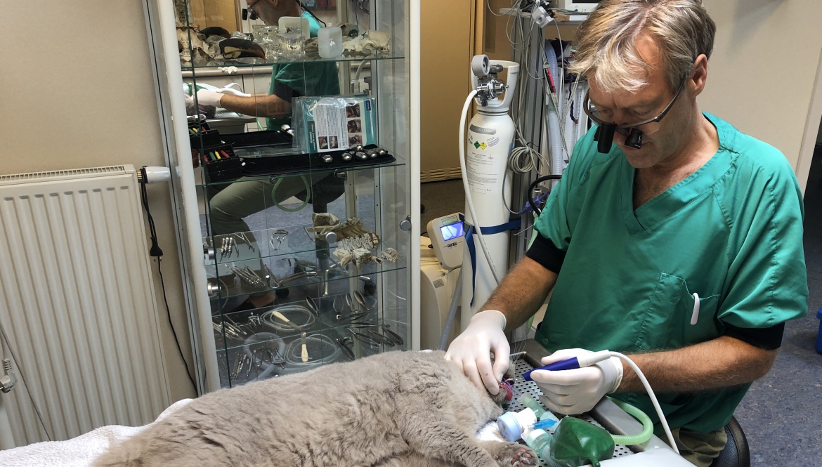 Tandheelkundige behandeling door Jean-Louis Koebrugge bij Dierenkliniek Goirle