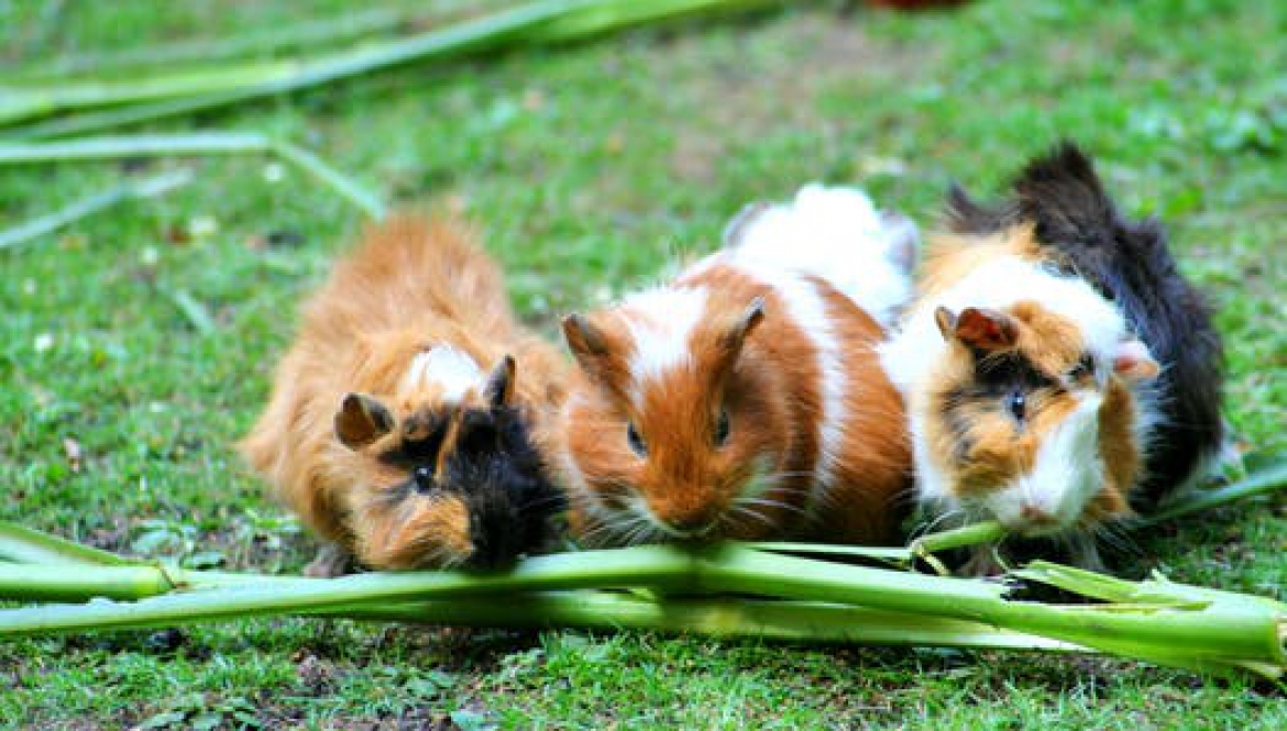 Cavia's bij Dierenartsen Midden Brabant