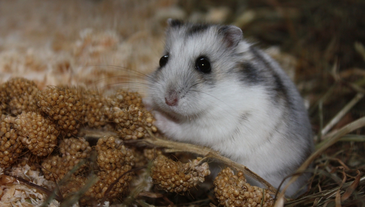 Hamsters bij Dierenartsen Midden Brabant