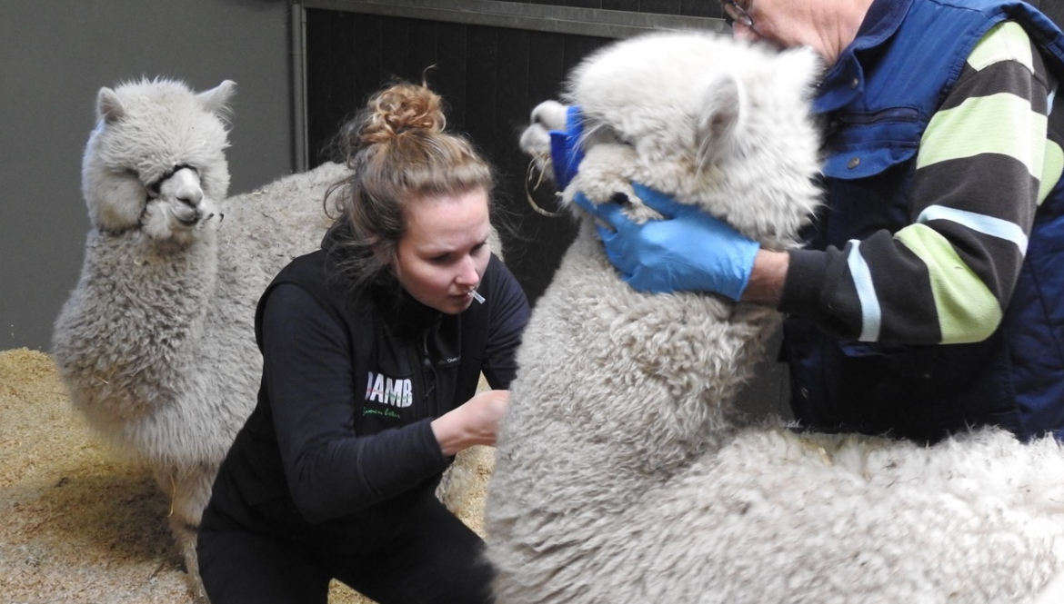 Ook voor uw alpaca's de juiste zorg op maat