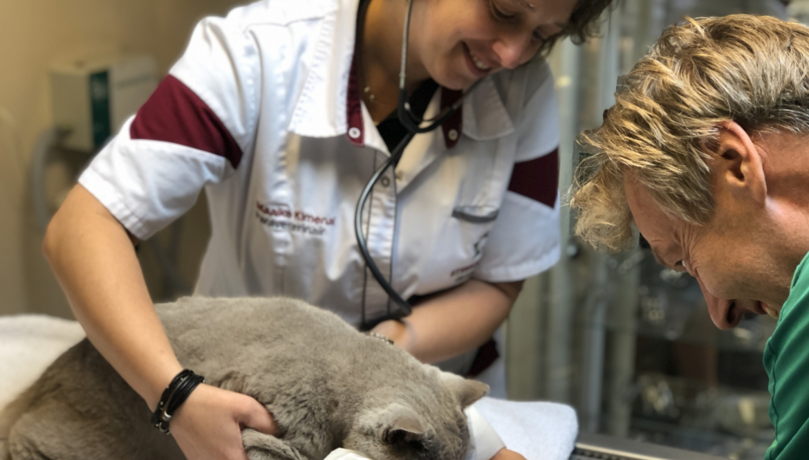 Tandheelkundige behandeling kat bij Dierenkliniek Goirle