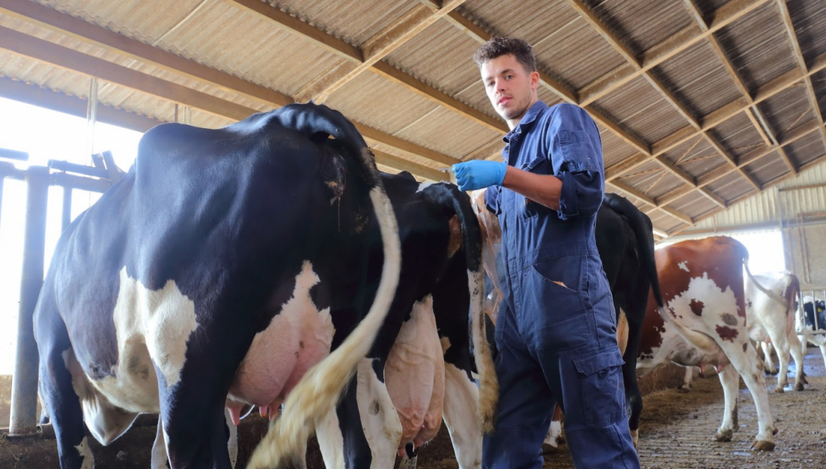 Bedrijfsbegeleiding rundvee bij Dierenartsen Midden Brabant