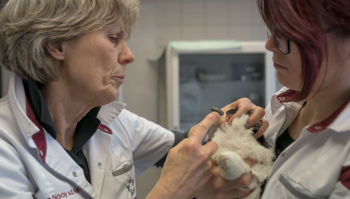 Gebitsinspectie konijn bij Dierenartsen Midden Brabant